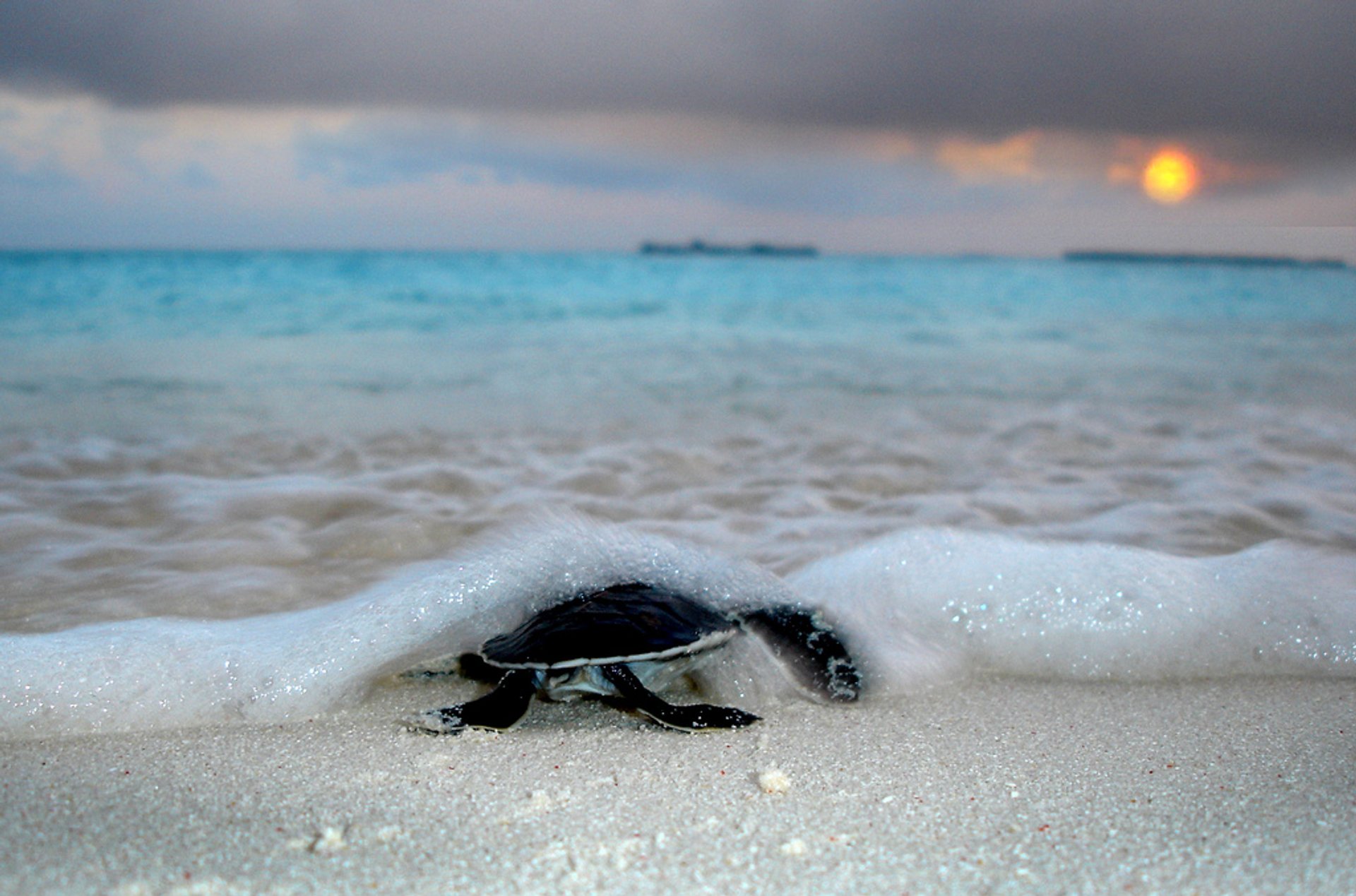 Best Time For Sea Turtle Hatching In Maldives 2023 Rove me