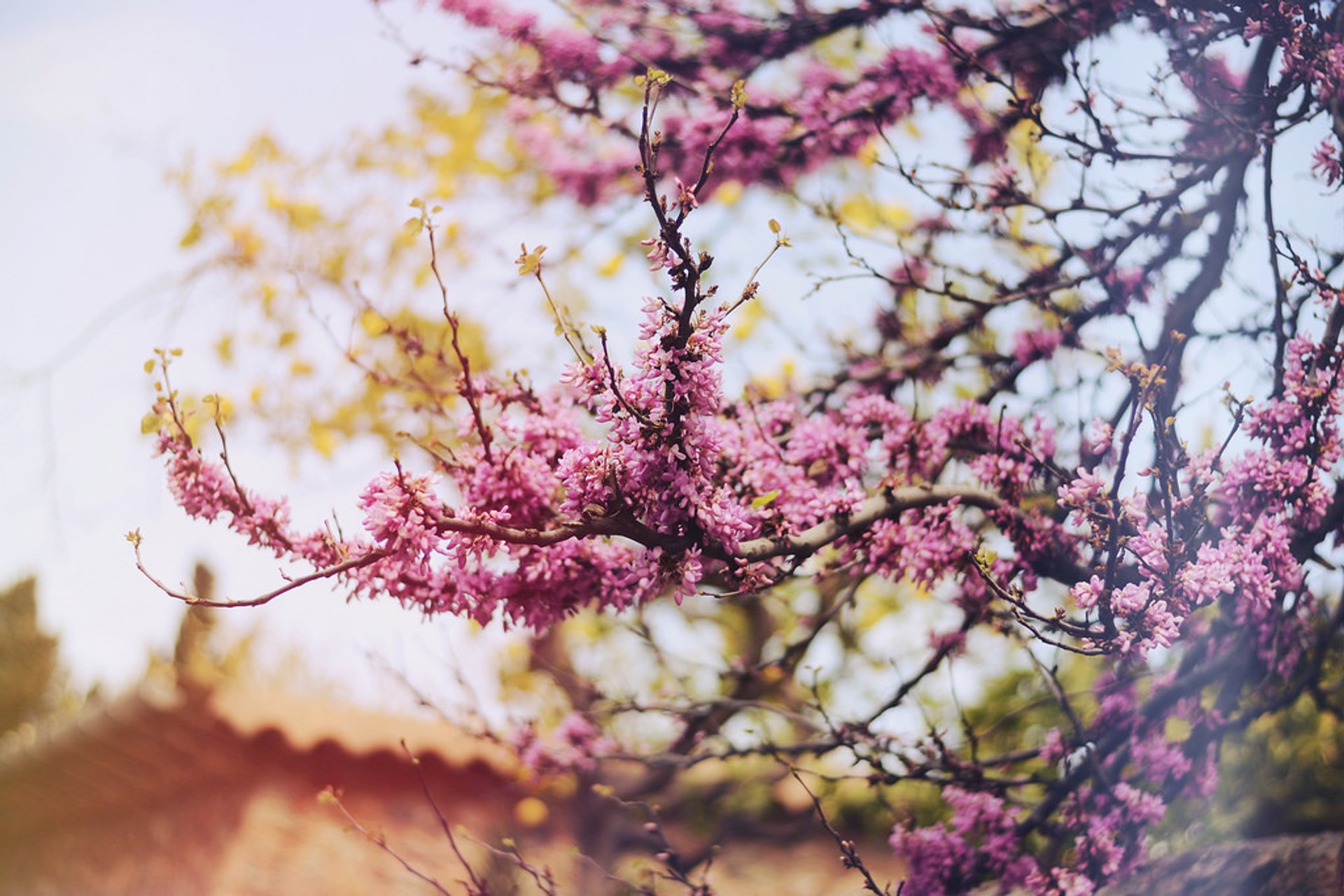 Árvores de amêndoas Blossom