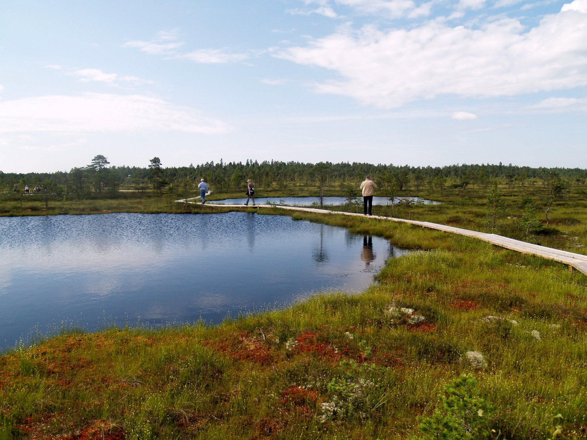 Bog Walking