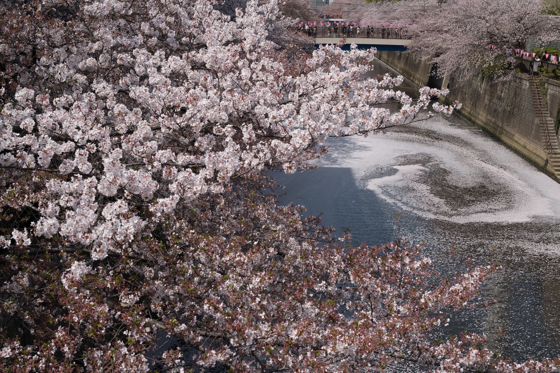 La floración de los cerezos en Tokio vuelve a alcanzar un récord de  antelación