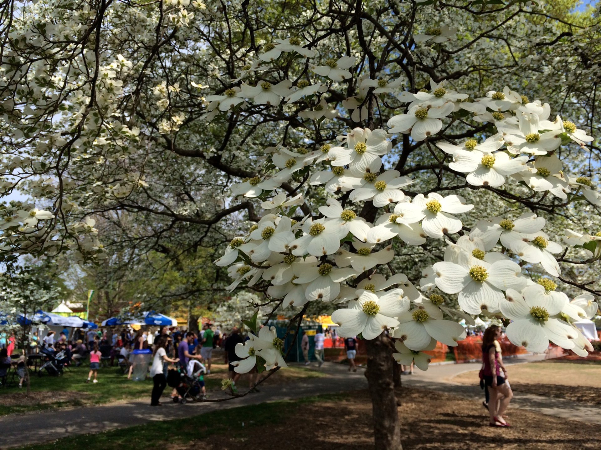 Atlanta Dogwood Festival 2021 Dates