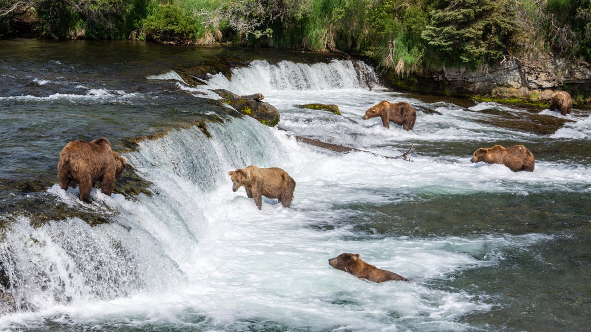 Bear watching a video on a pc on Craiyon