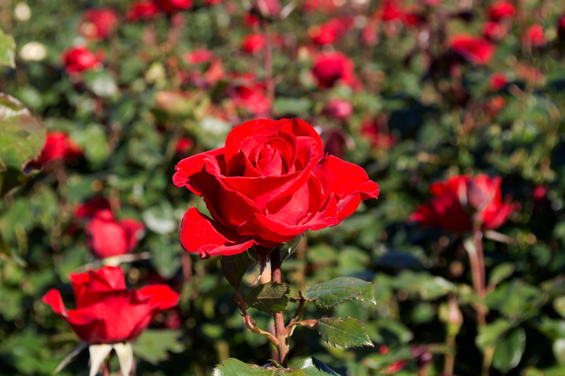 Rose Blooming en Victoria State Rose Garden