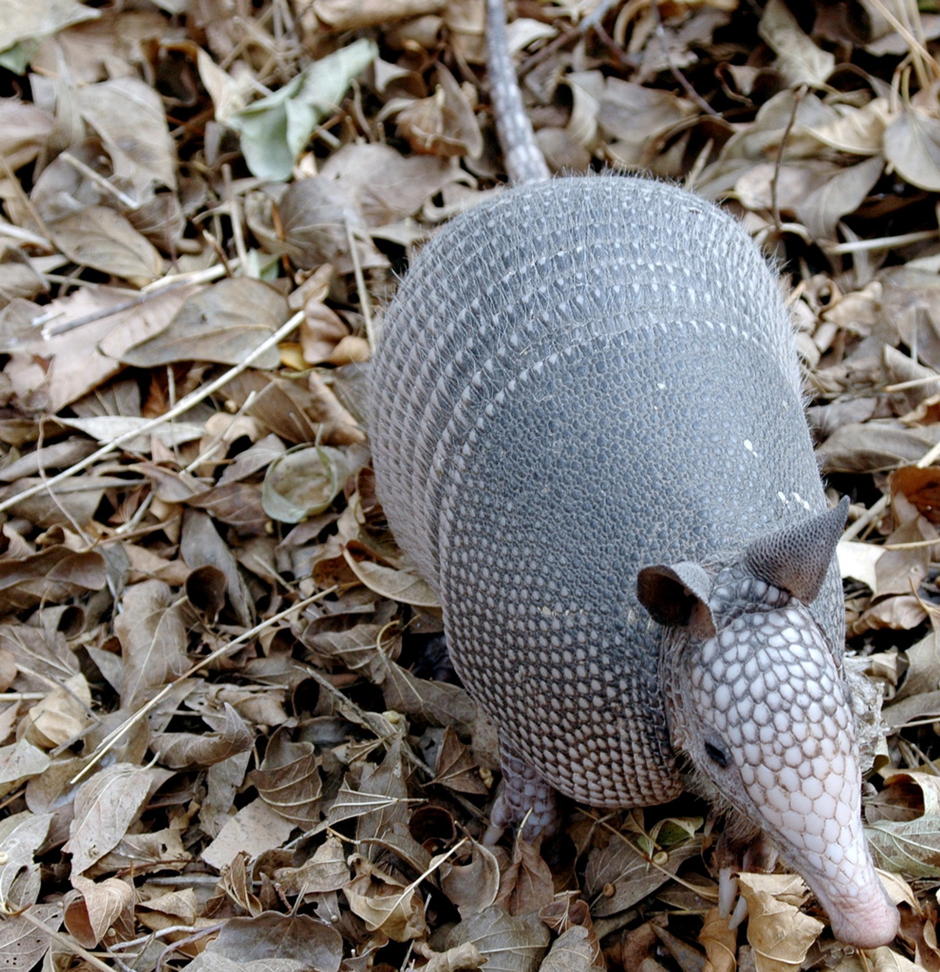 are armadillos nocturnal