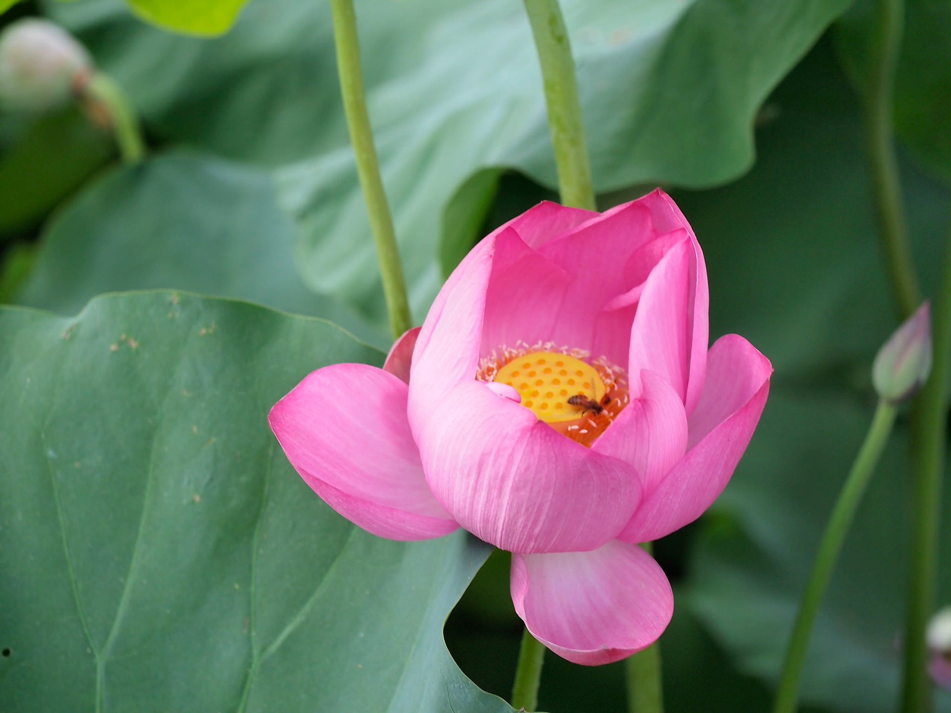 Saison du lotus de Tainan Baihe