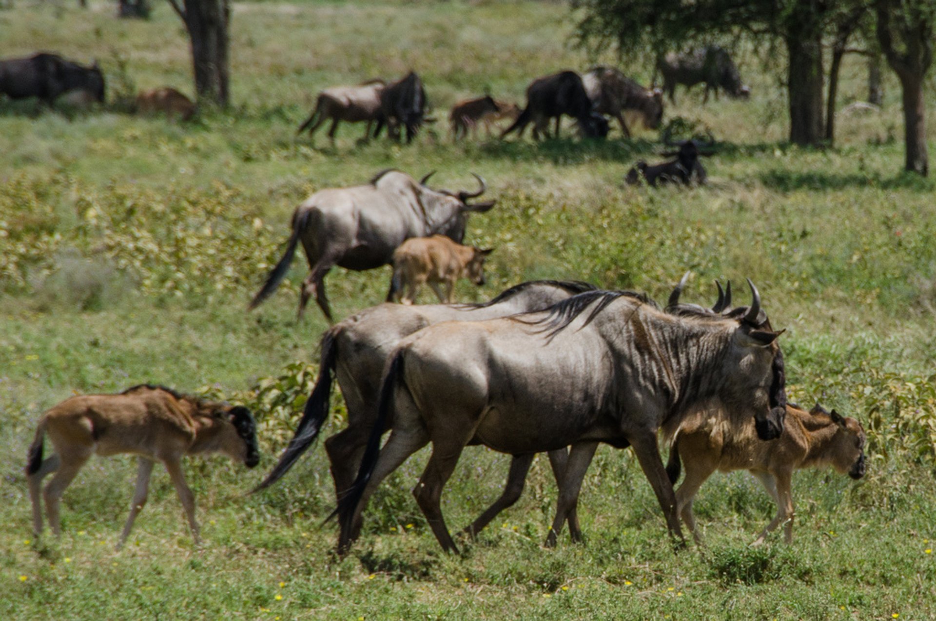 Wildebeest Calving a Serengeti