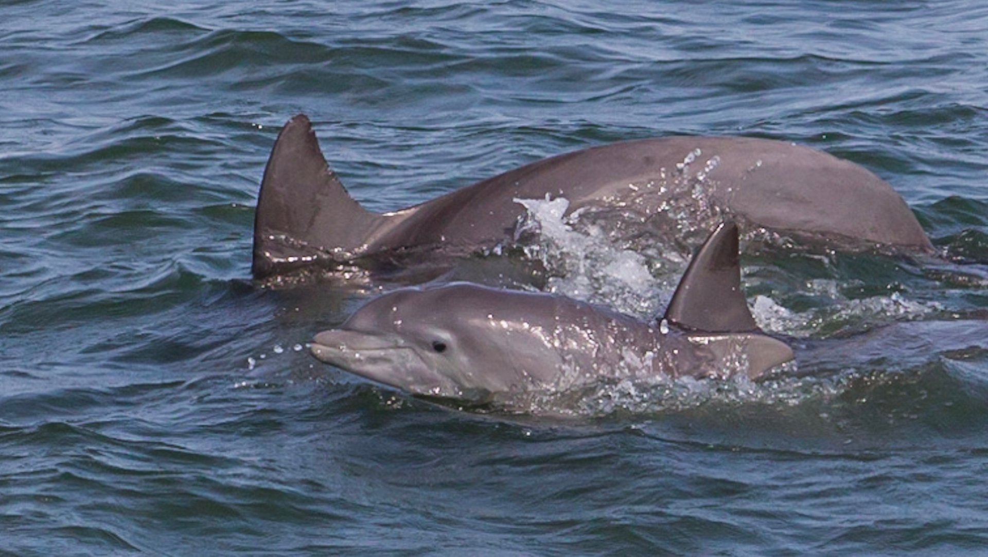 Observação de golfinhos em Virginia Beach
