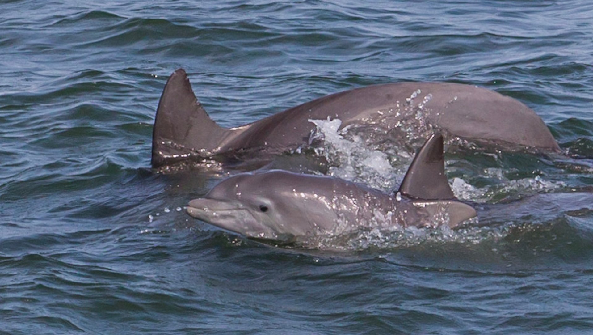 Delphinbeobachtung in Virginia Beach