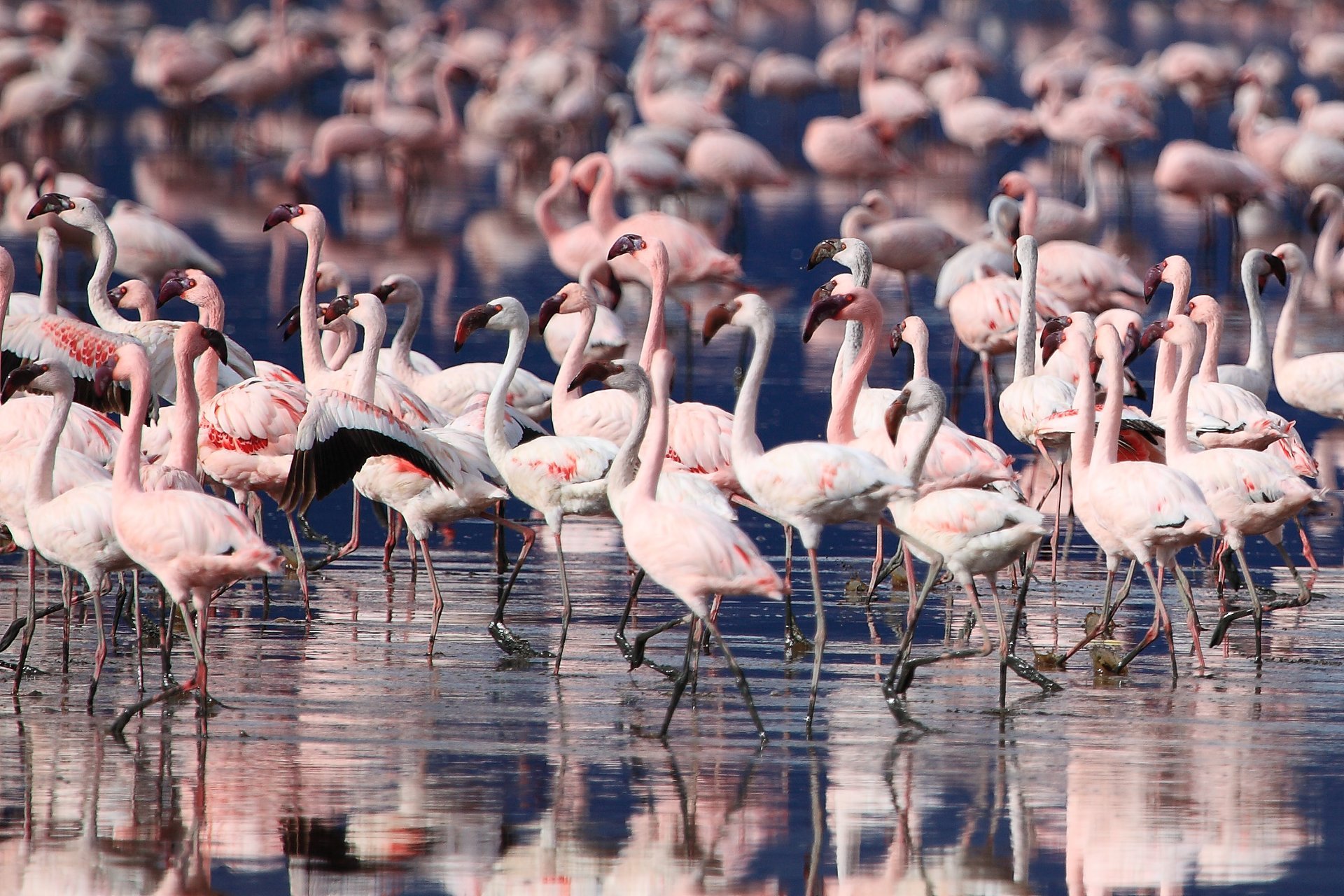 Flamants roses