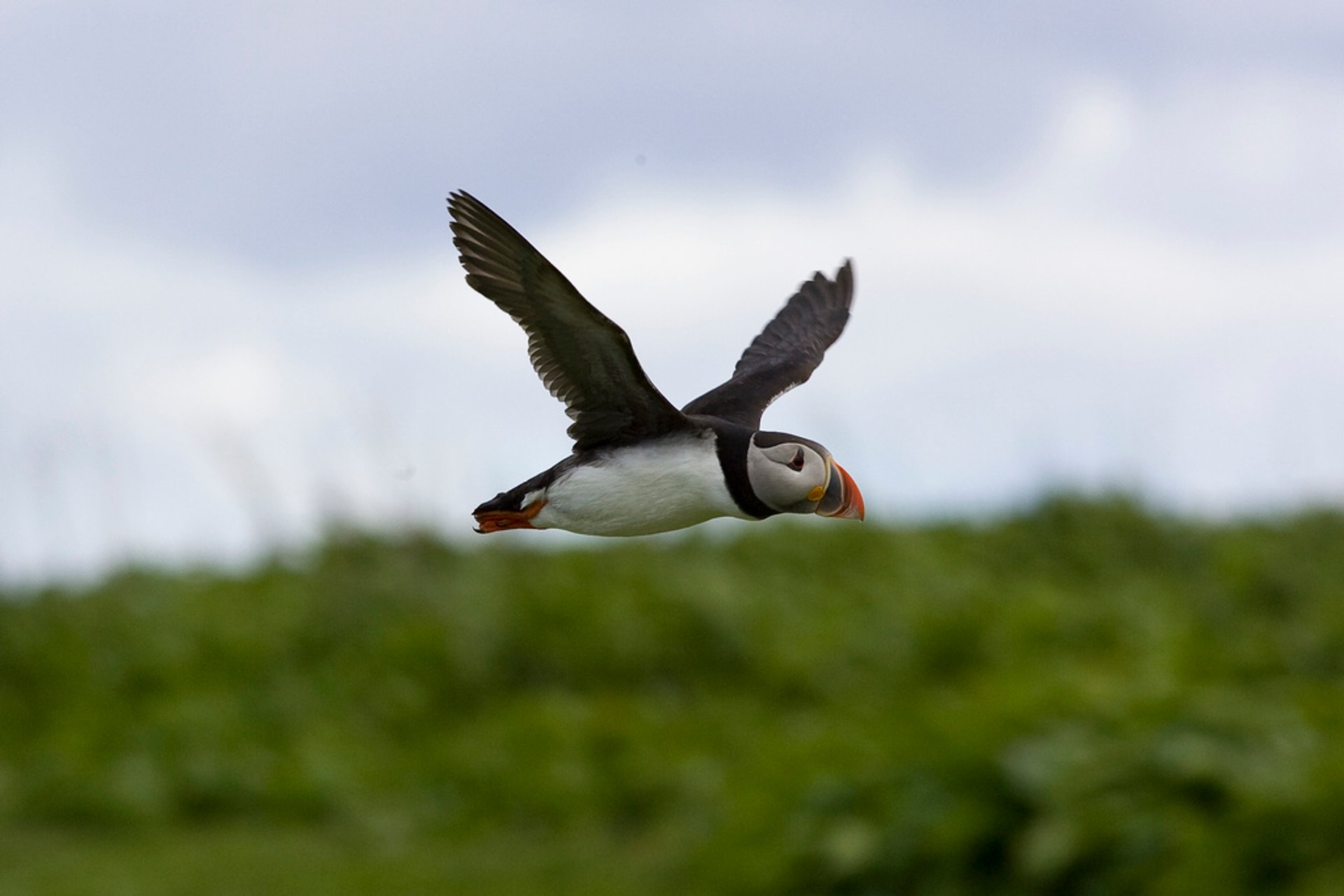 Puffins nas Ilhas Farne