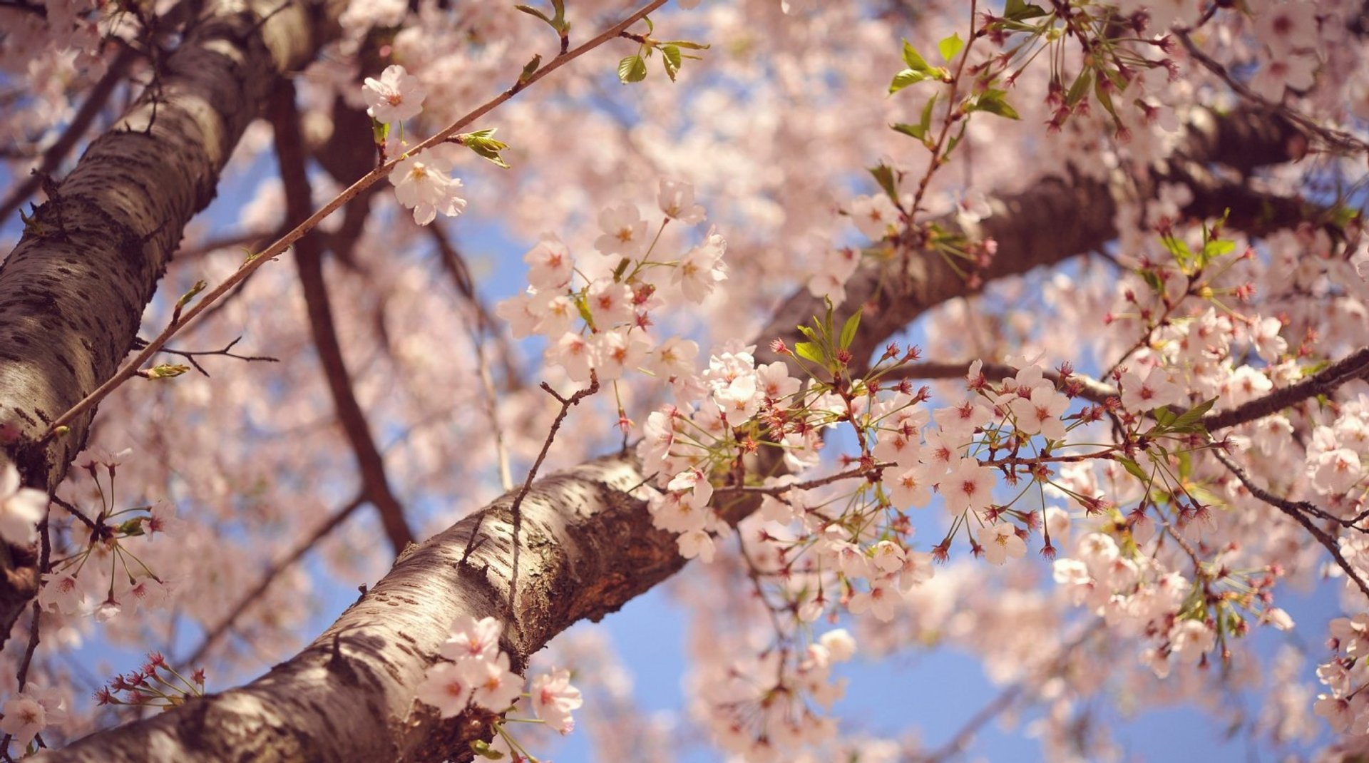 Cerezos en flor