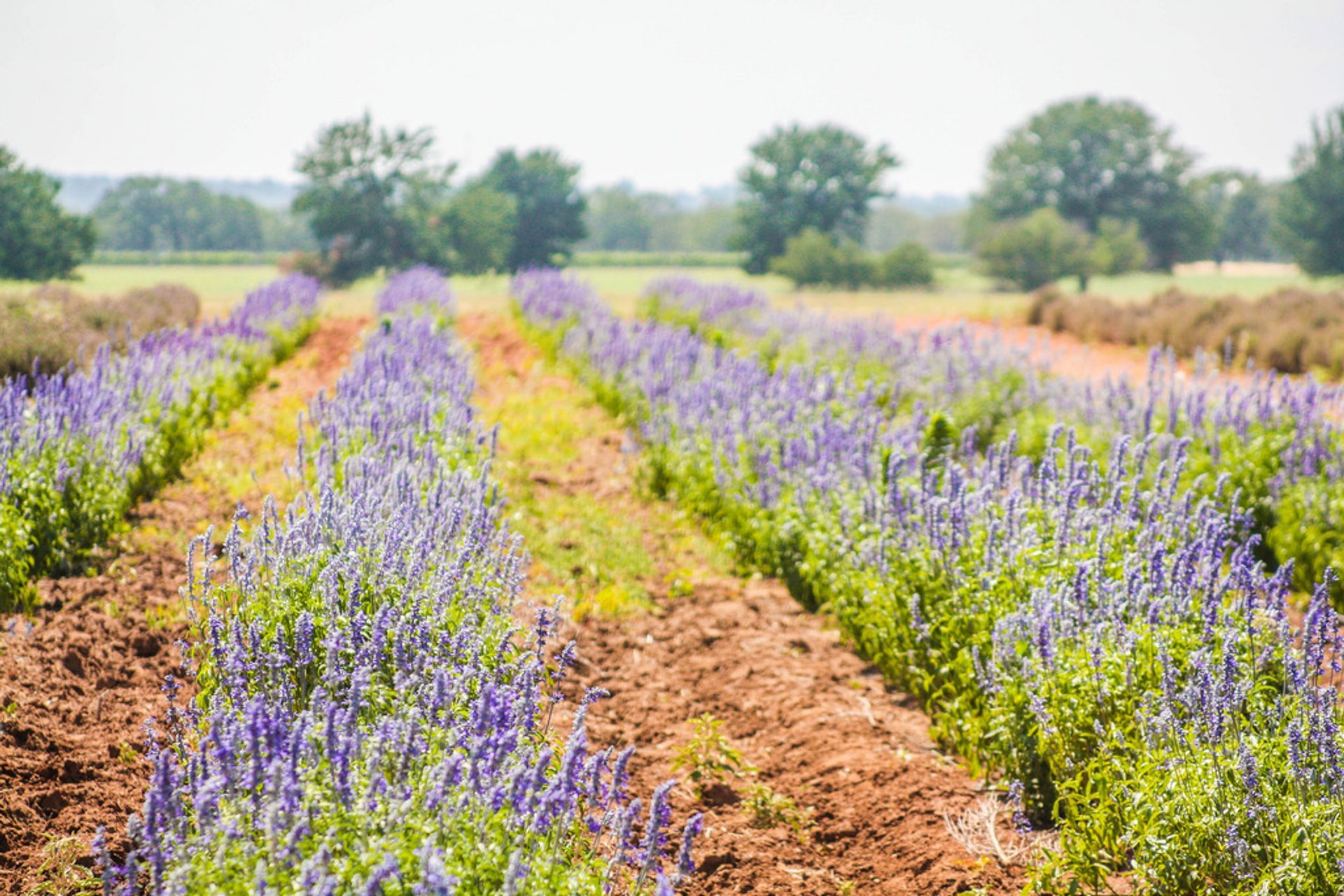 Senderos de lavanda