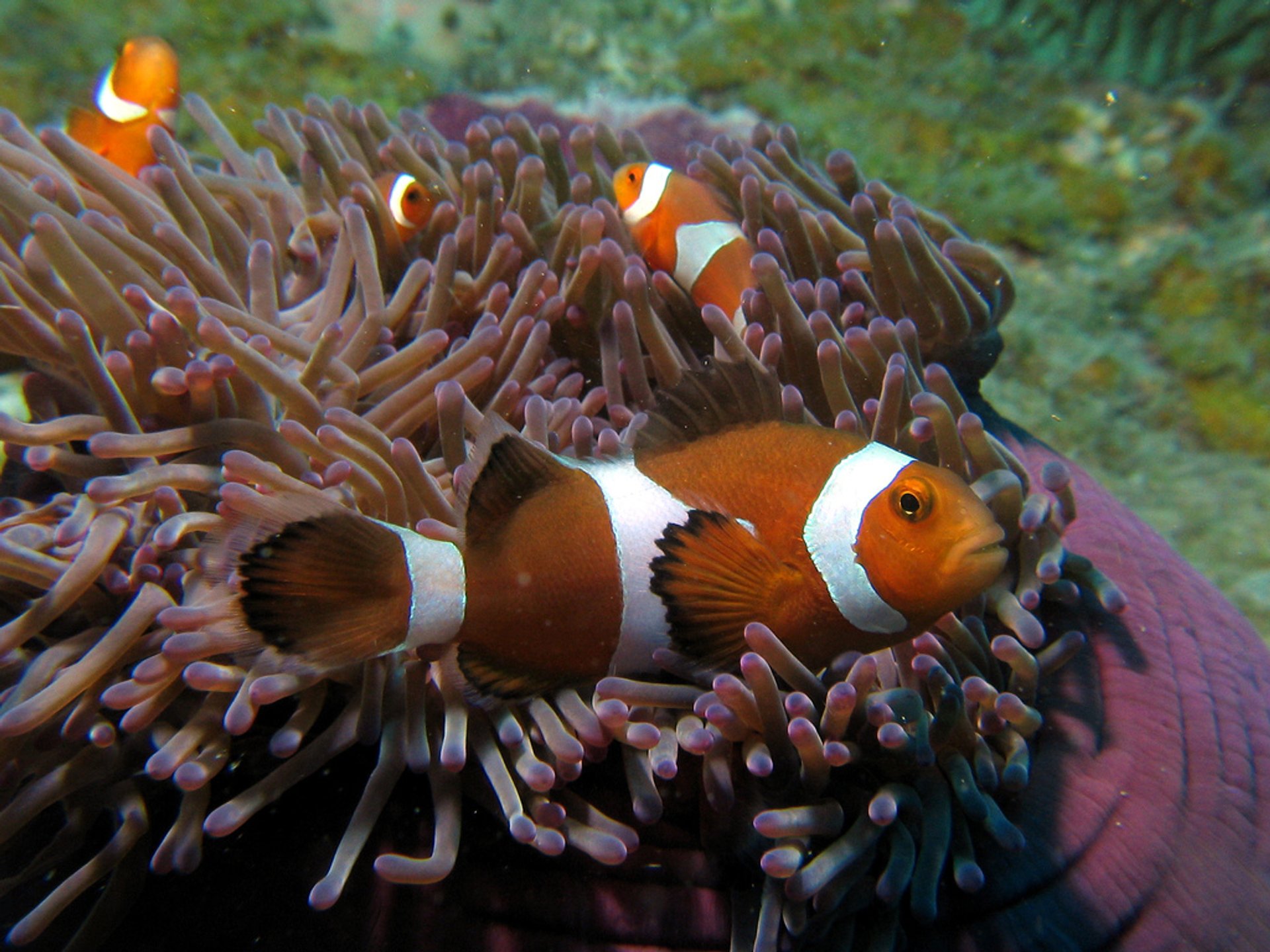 Plongée sous-marine