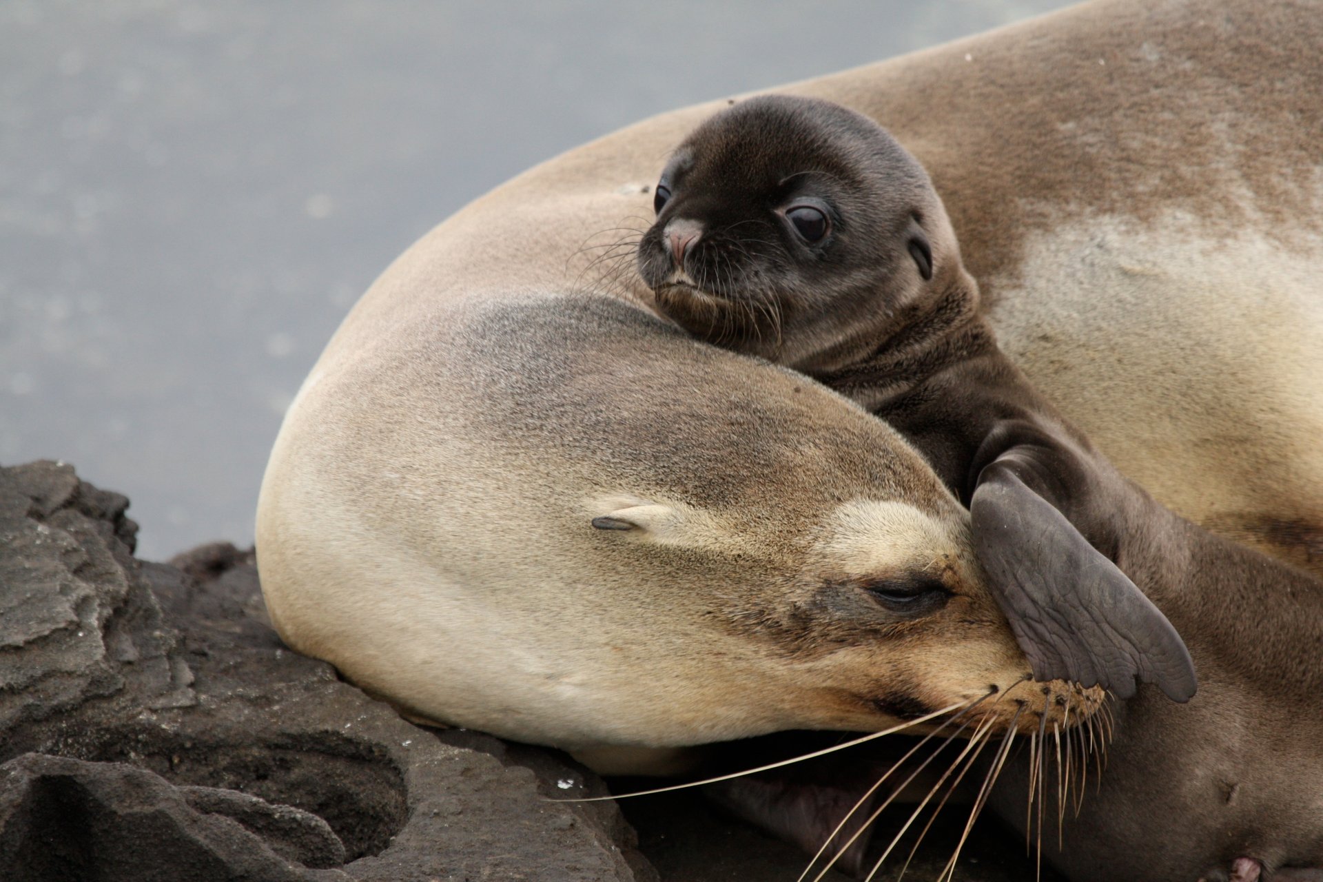 Baby Seelöwen