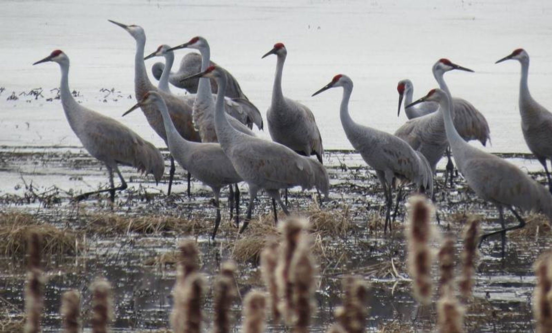 Migration de la grue du Canada