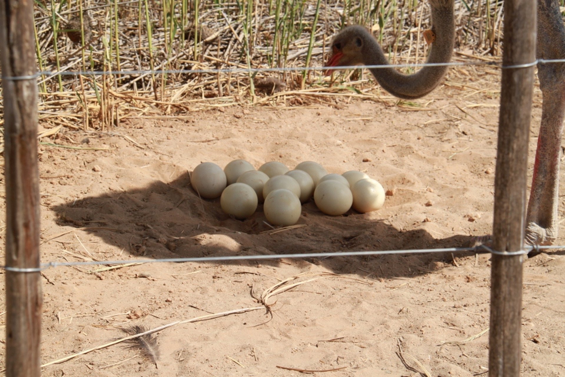 Óulos de avestruz de Oudtshoorn