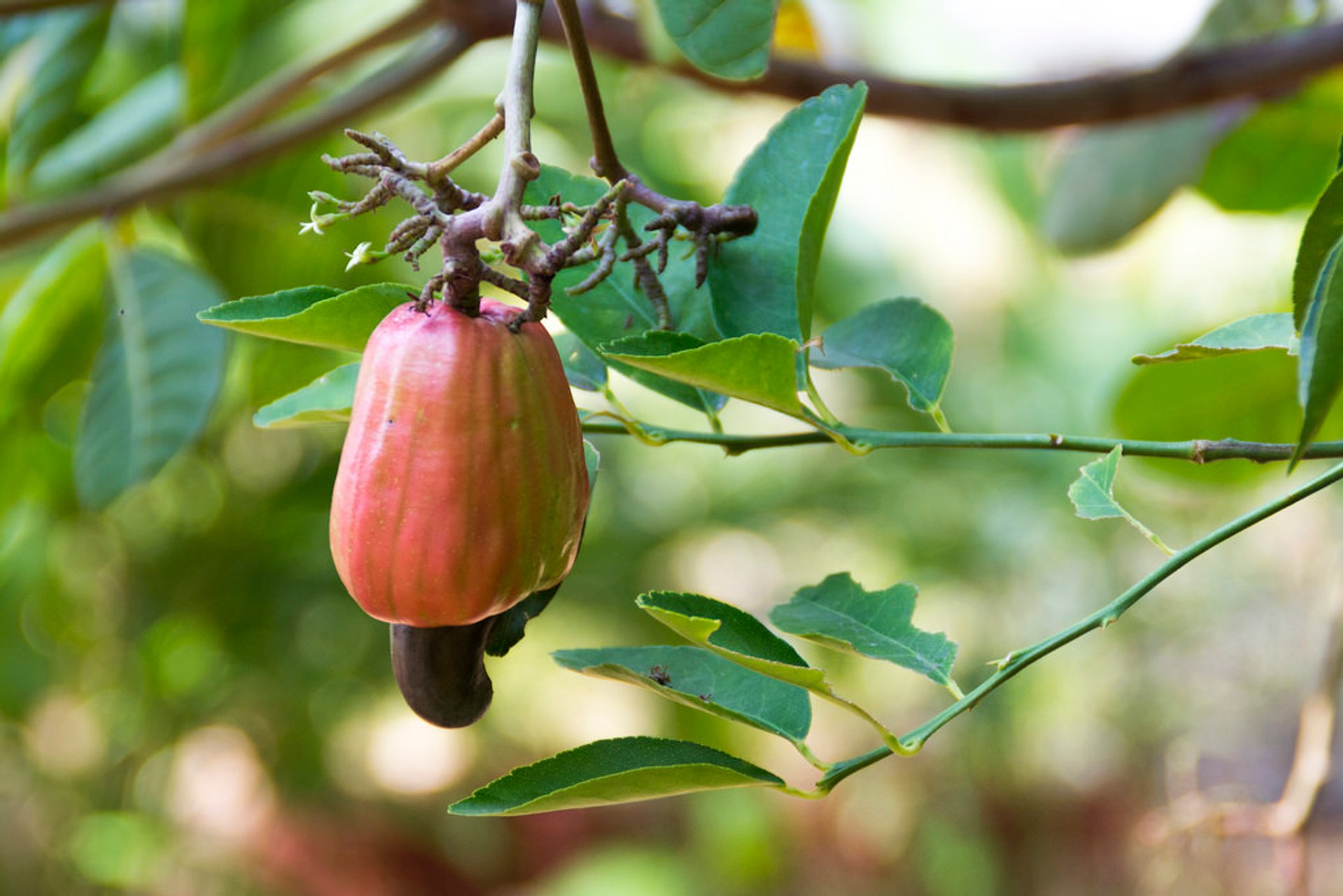 Obstsaison (Regensaison)