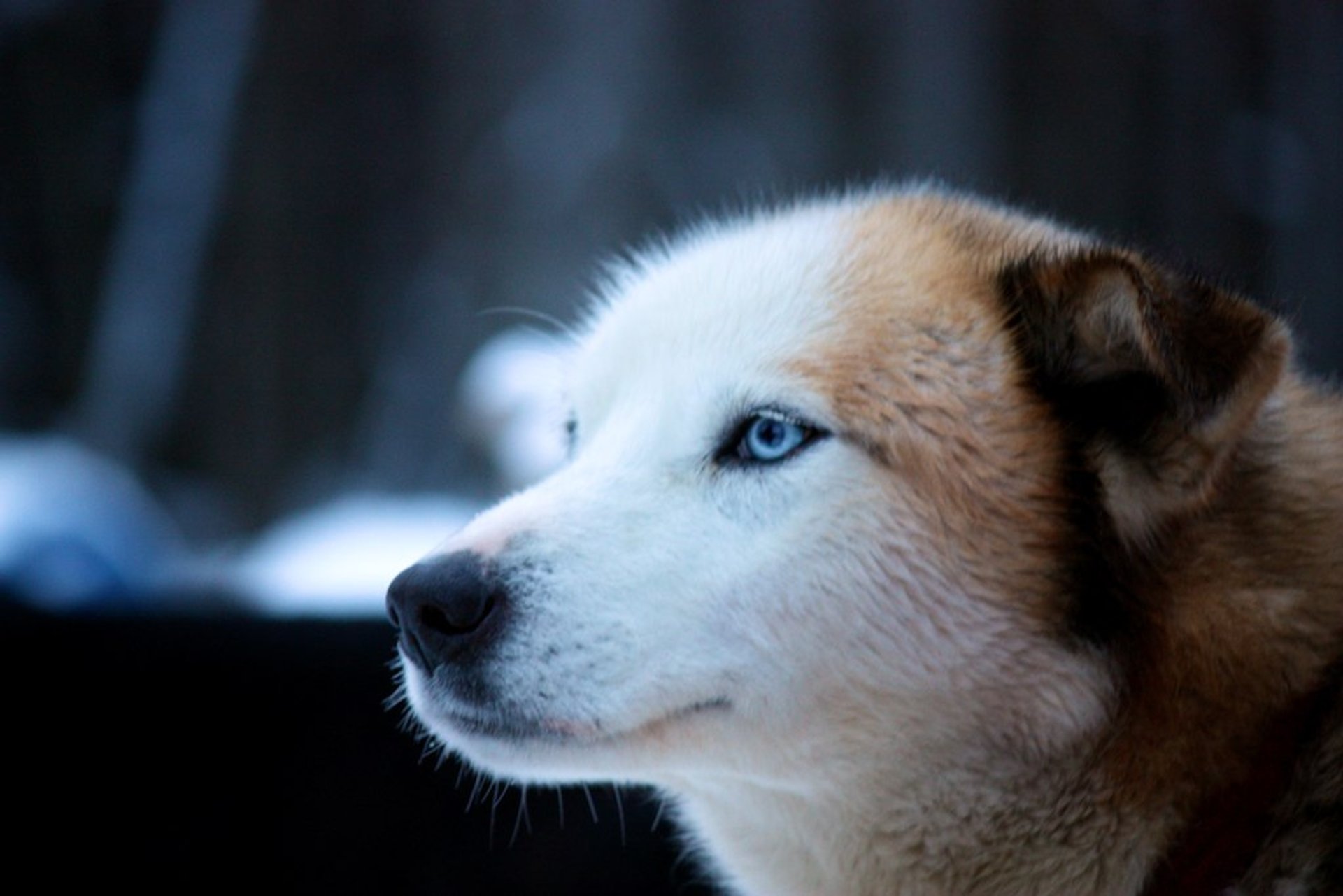 Dog Sledding