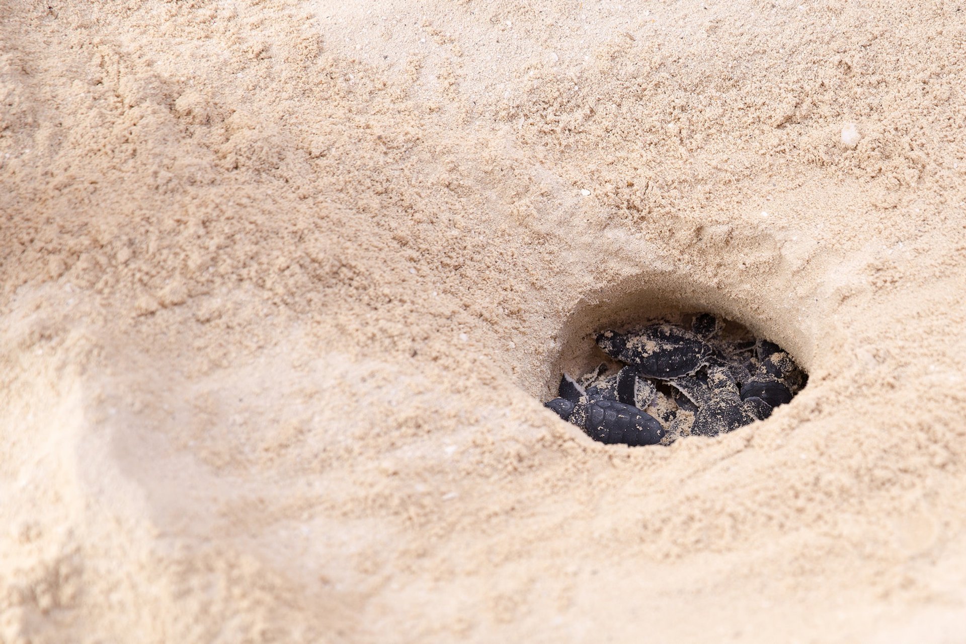 Schildkrötennisten und Schlüpfen