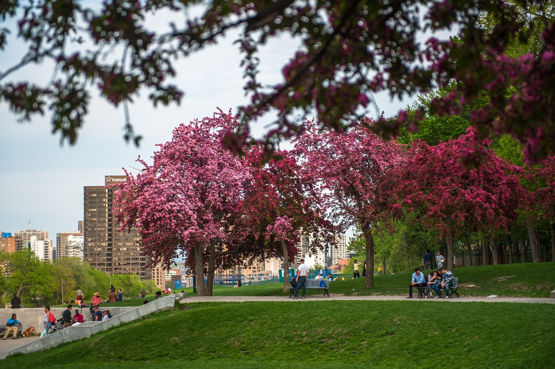 Best Time to See Cherry Blossom in Montreal 2024 - When to See - Rove.me