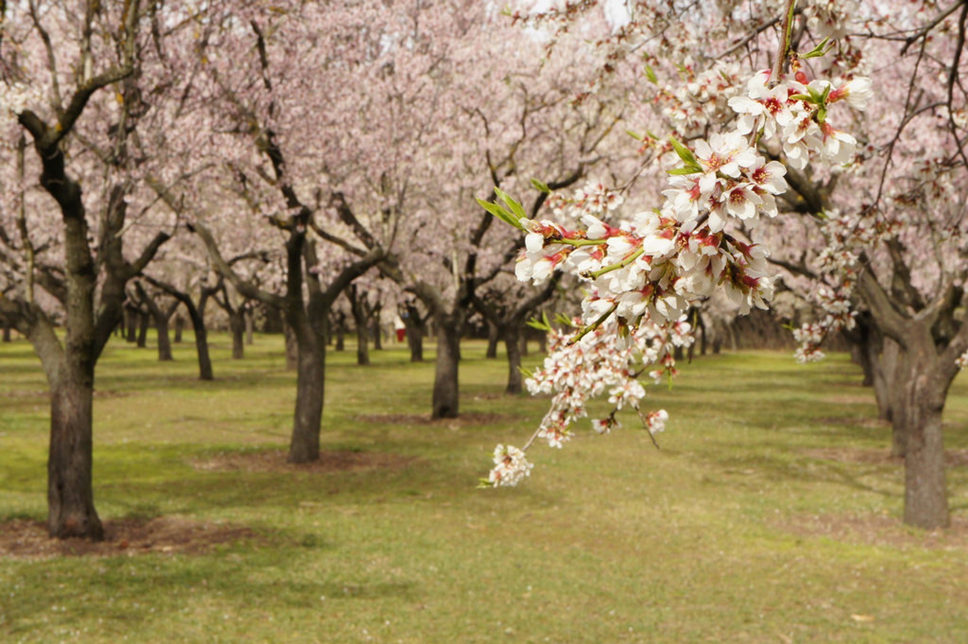 Almond Blossoms in Quinta de Los Molinos
