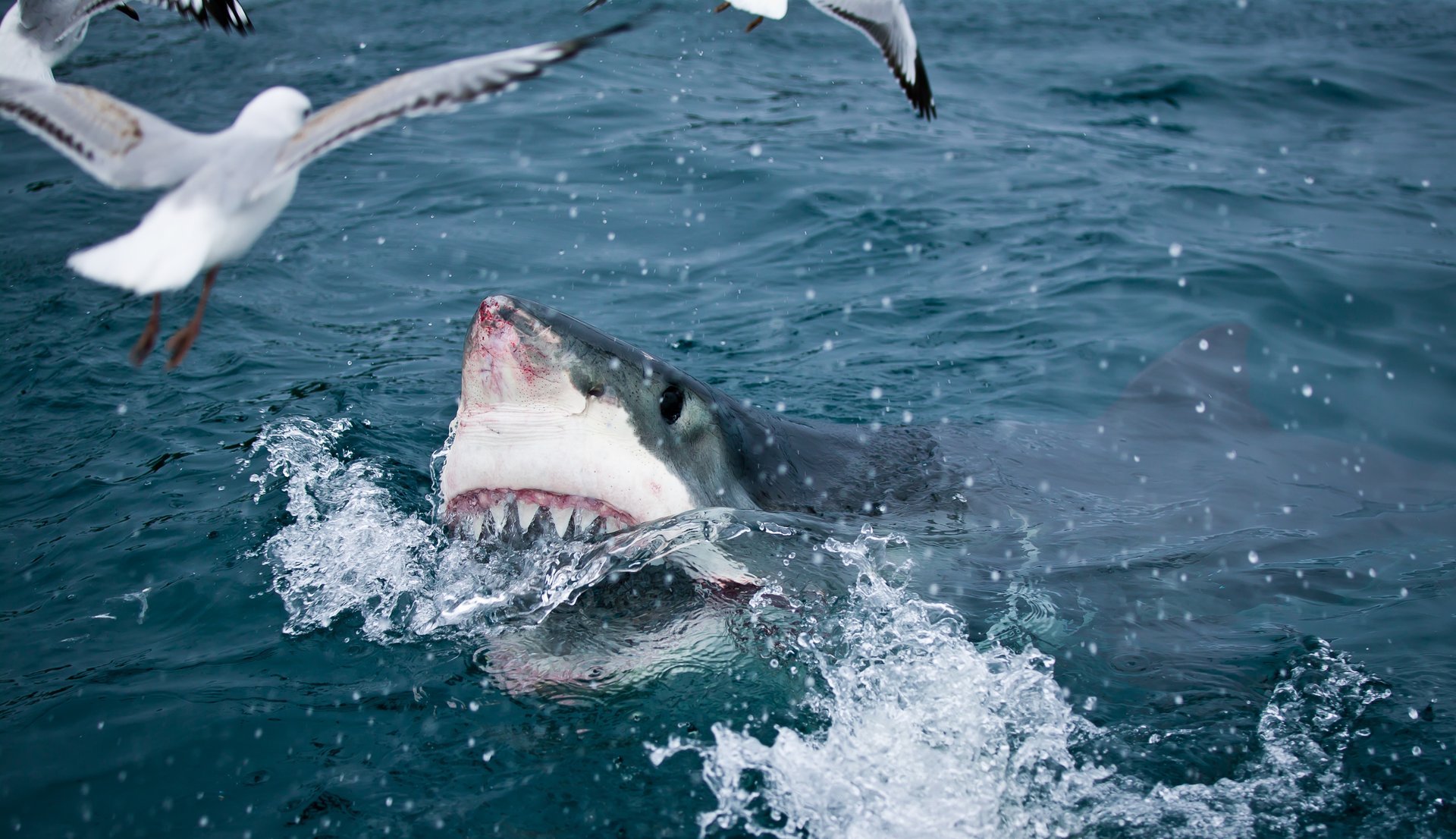 Grand requin blanc en cage plongée