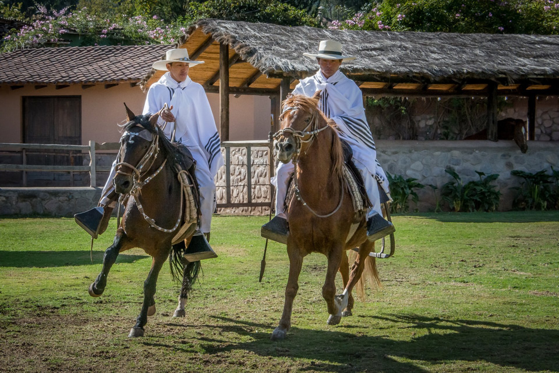 Compétitions péruviennes de chevaux Paso