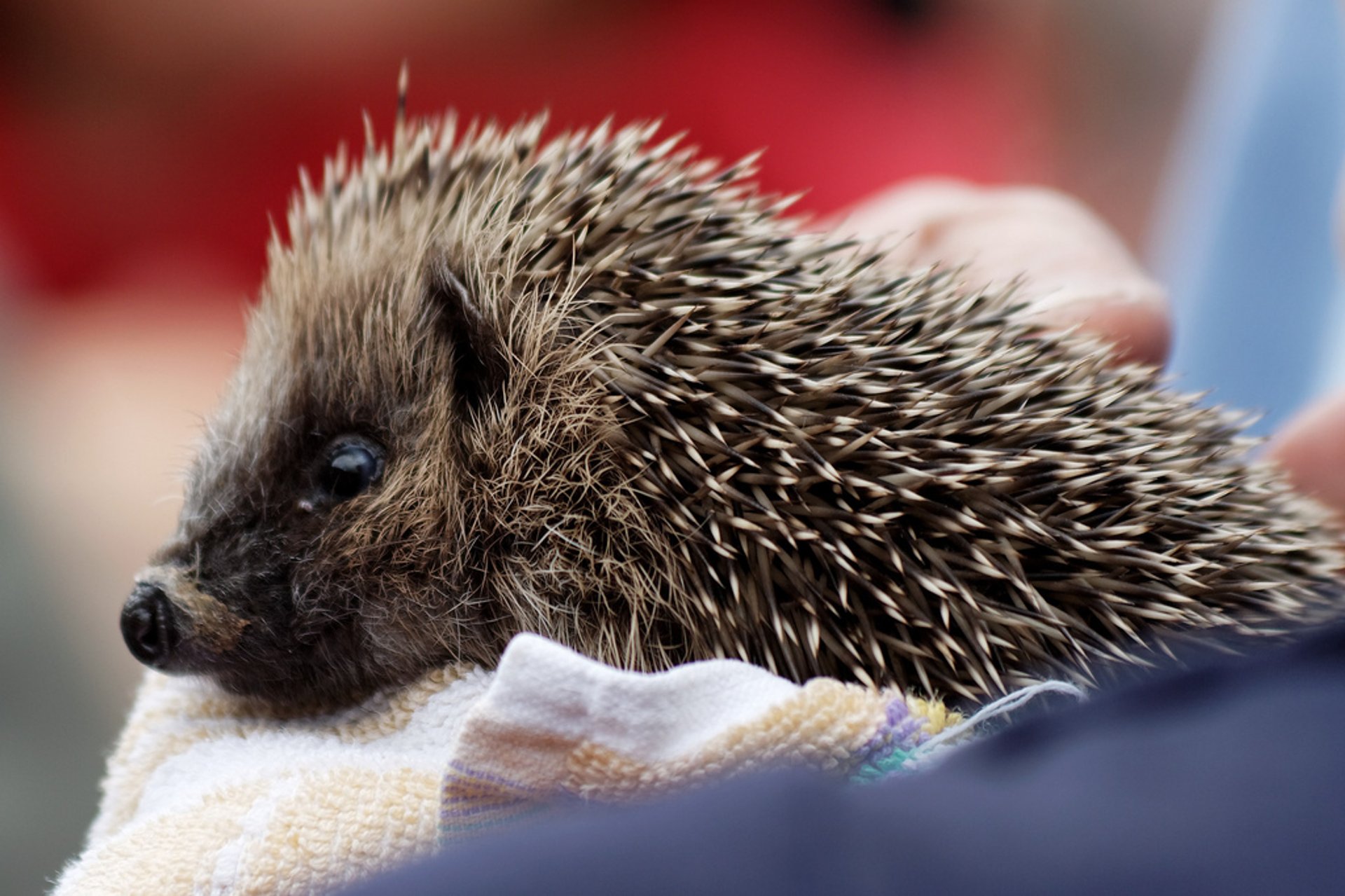 Sauvetage de Hedgehog