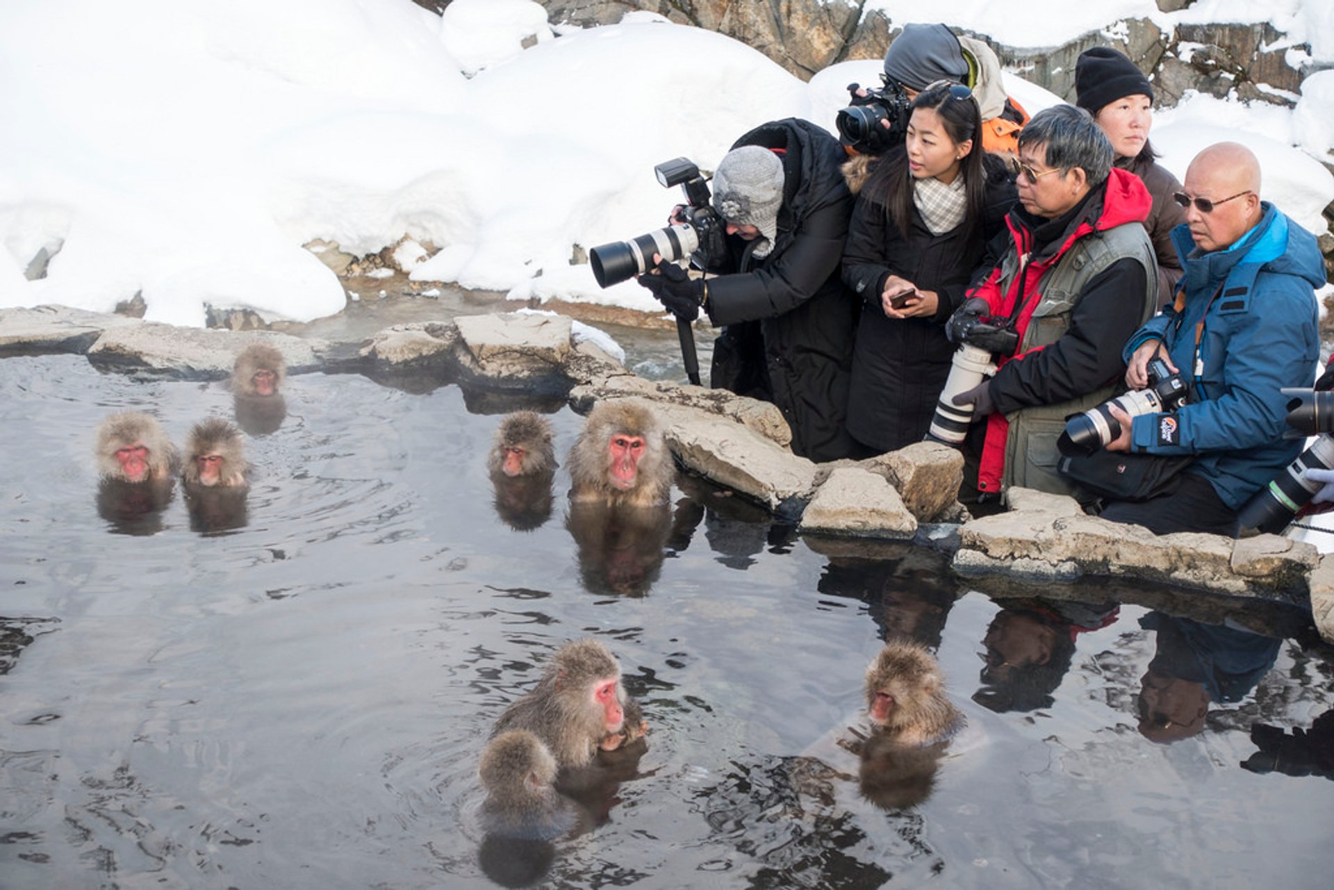 Singes des neiges