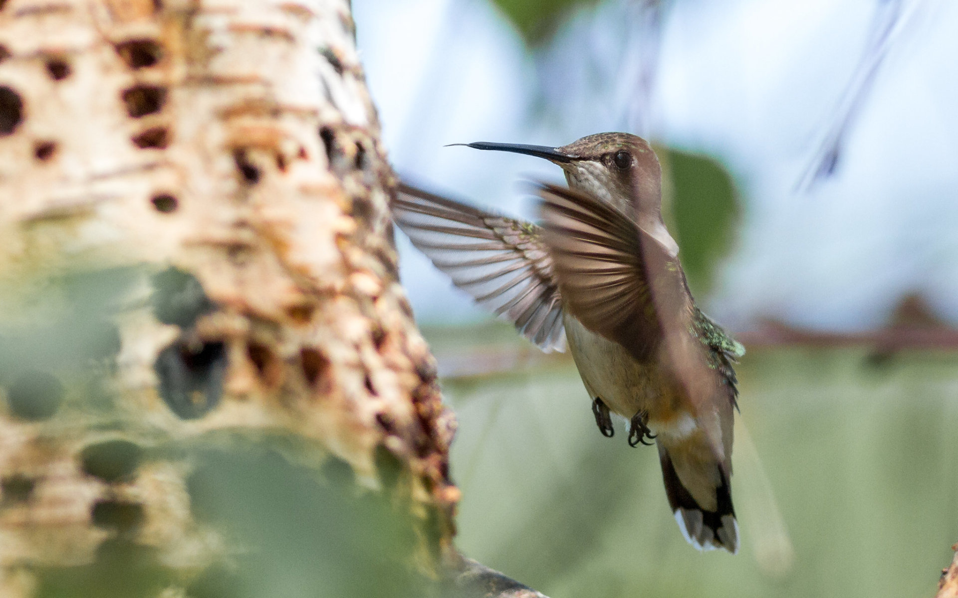 Colibríes