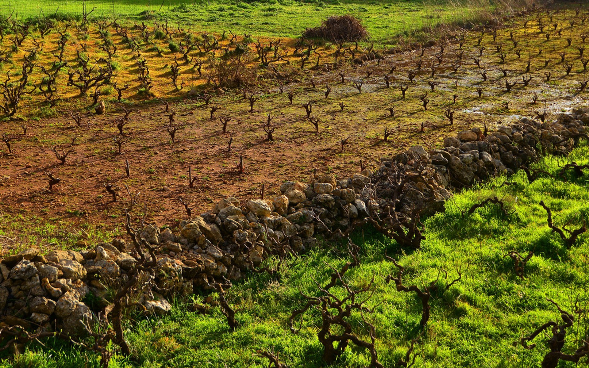 Winemaking Season