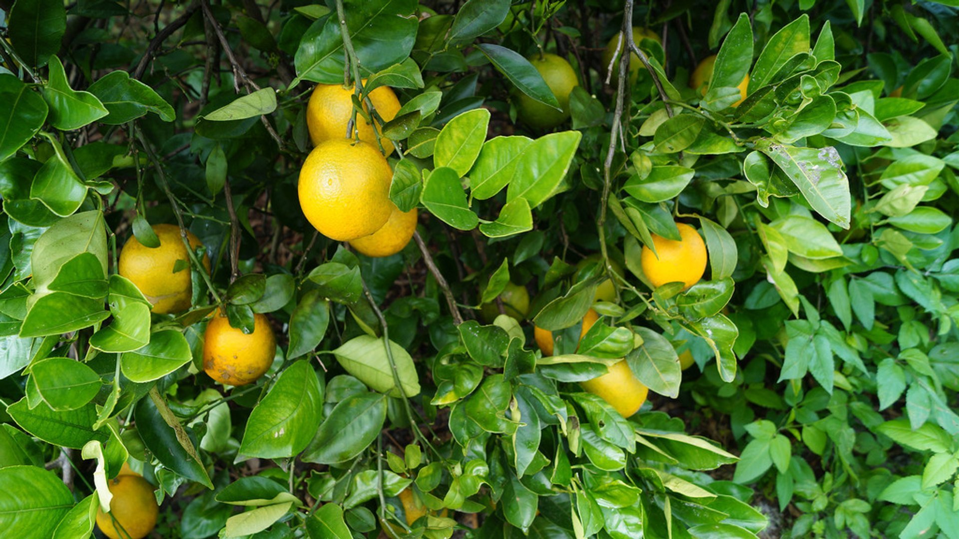 Florida Citrus Season Chart