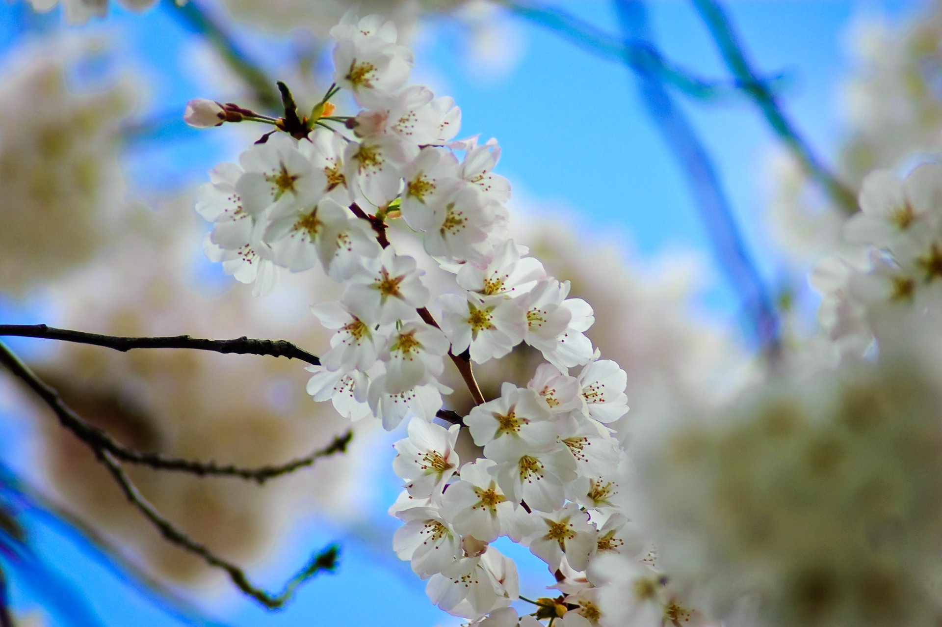 Cerezos en flor