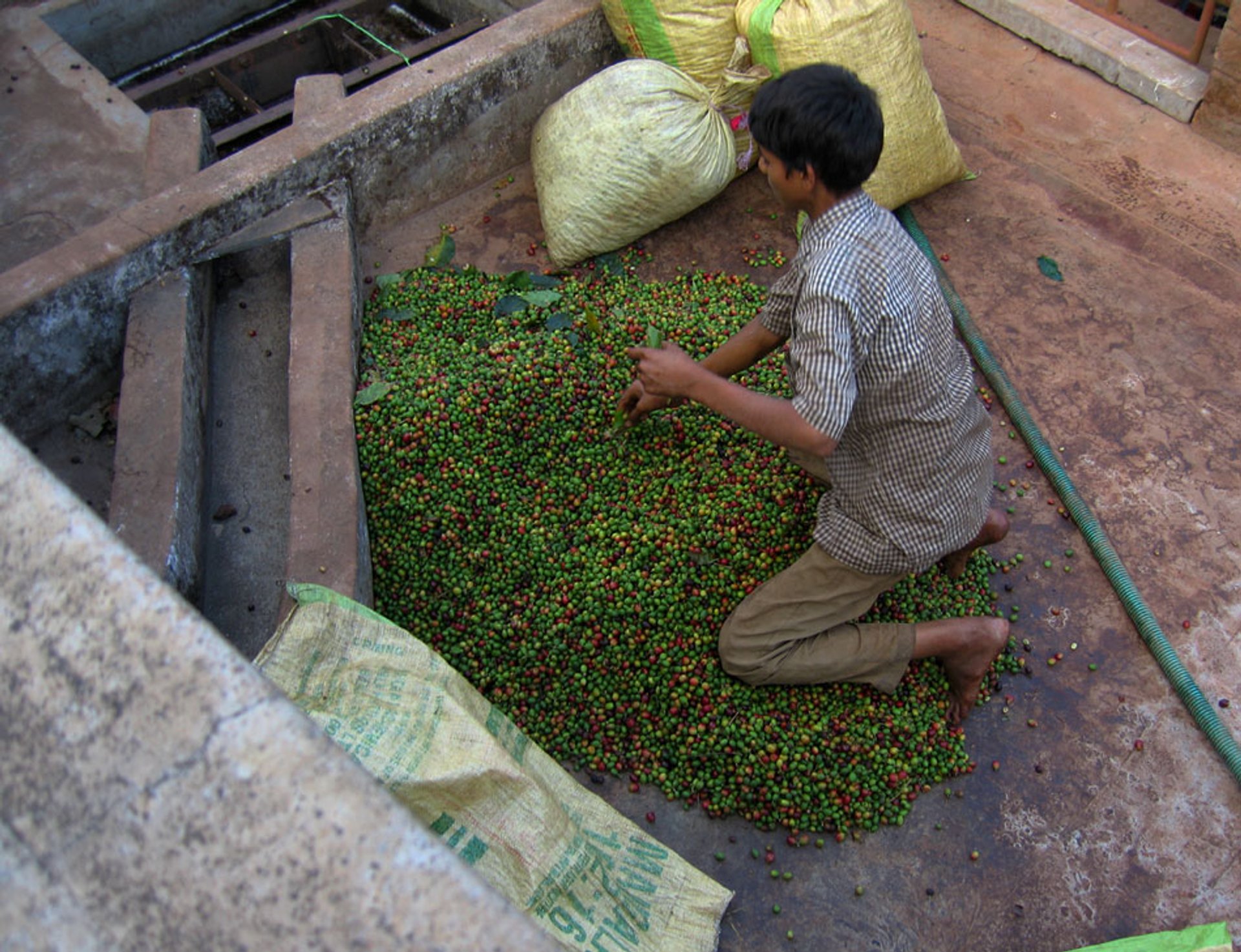 Coffee Harvest