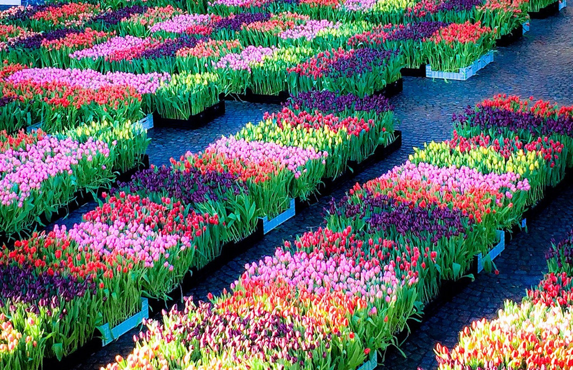 national-tulip-day-2020-in-the-netherlands-dates-map