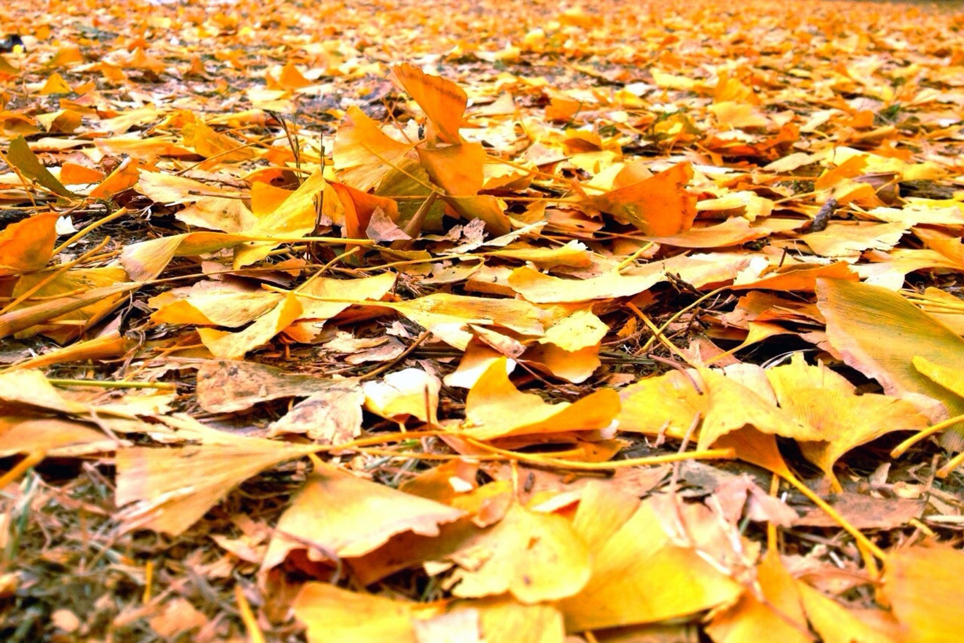 Ginkgo-Alleen Herbstfarben