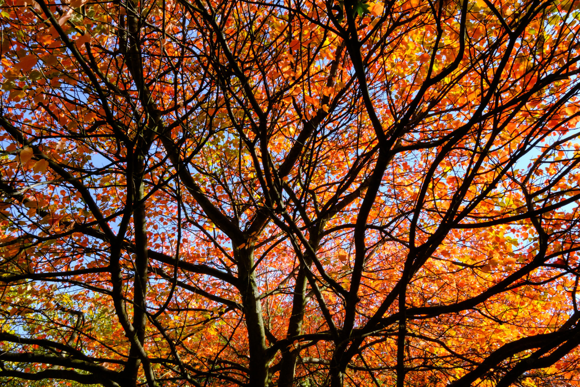 Colores de otoño