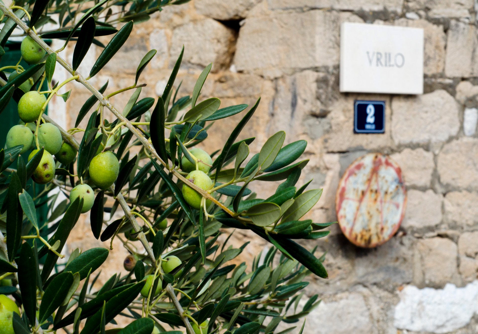 Olive Harvest  