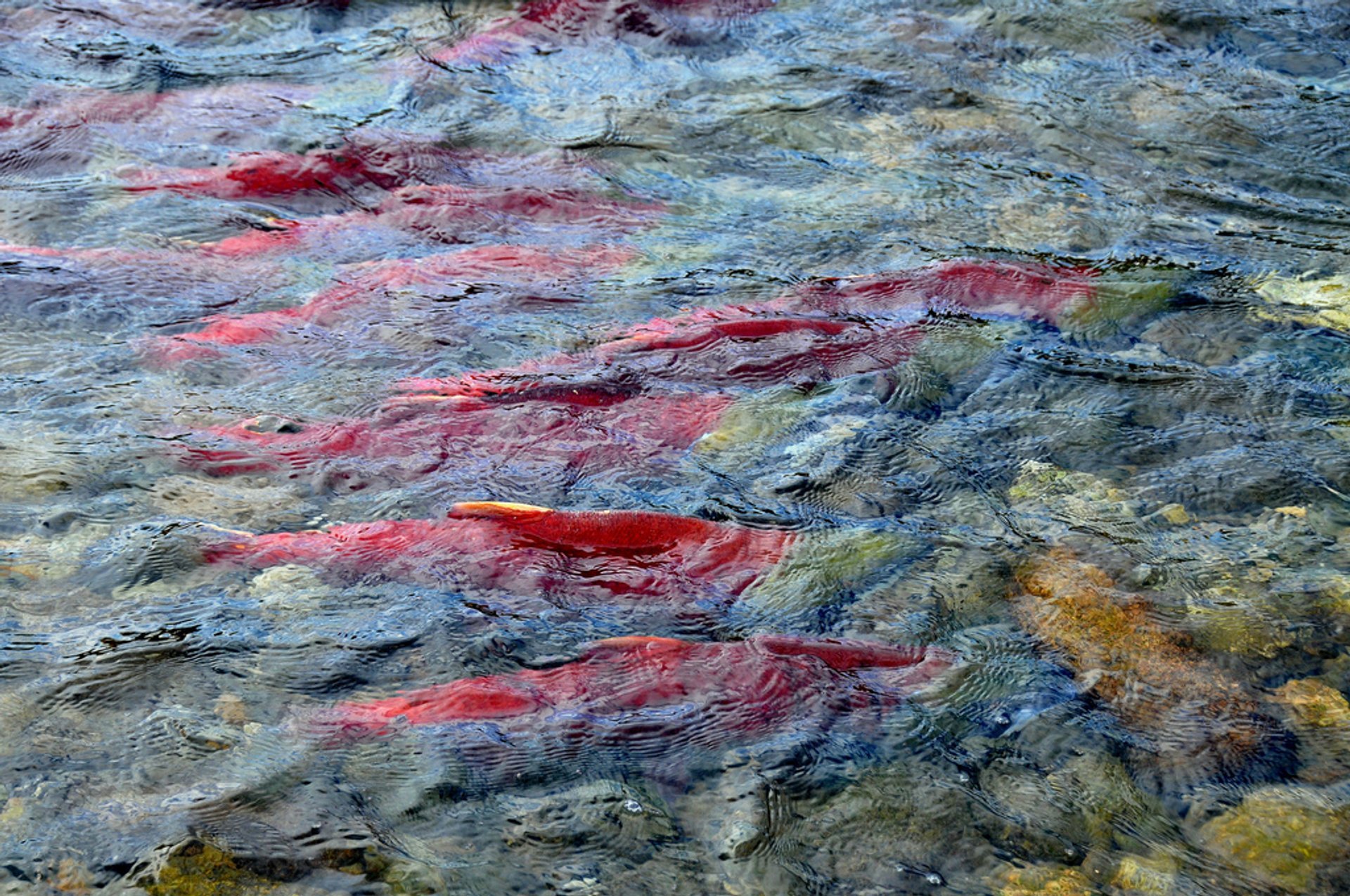 Gran río de salmones en el parque nacional fundy de Nueva