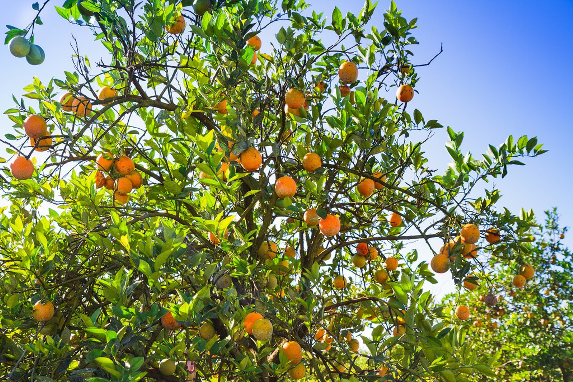 Citrus Season