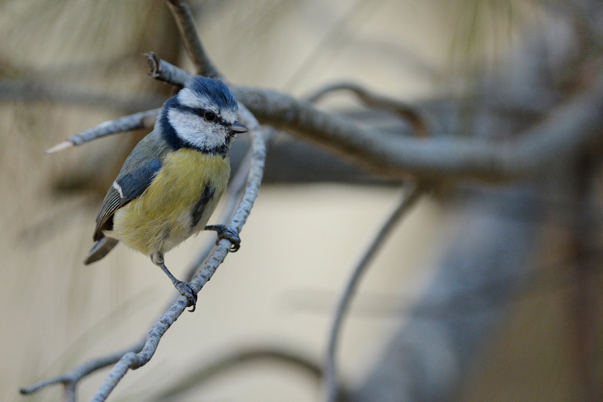 Observação de aves