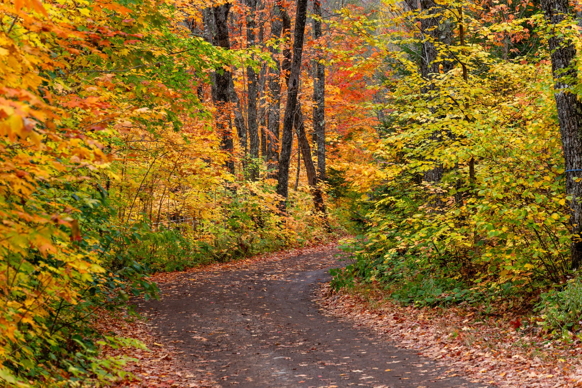 Colores de otoño en Minnesota