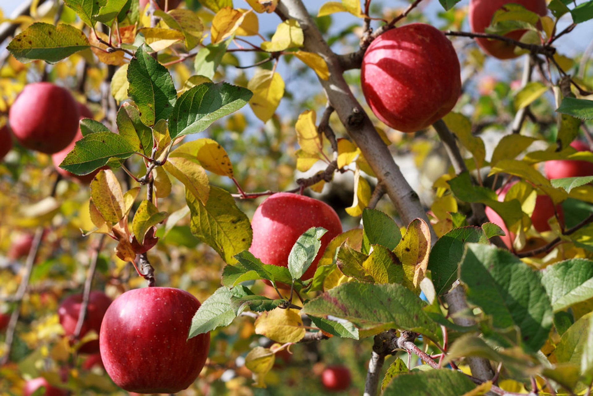 Fuji Apples Season In Japan 2024 Rove me