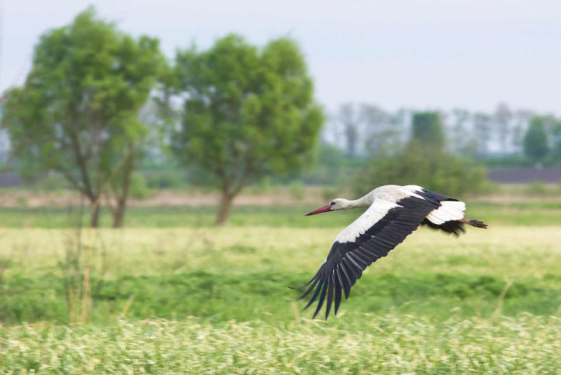 Cigogne bianche