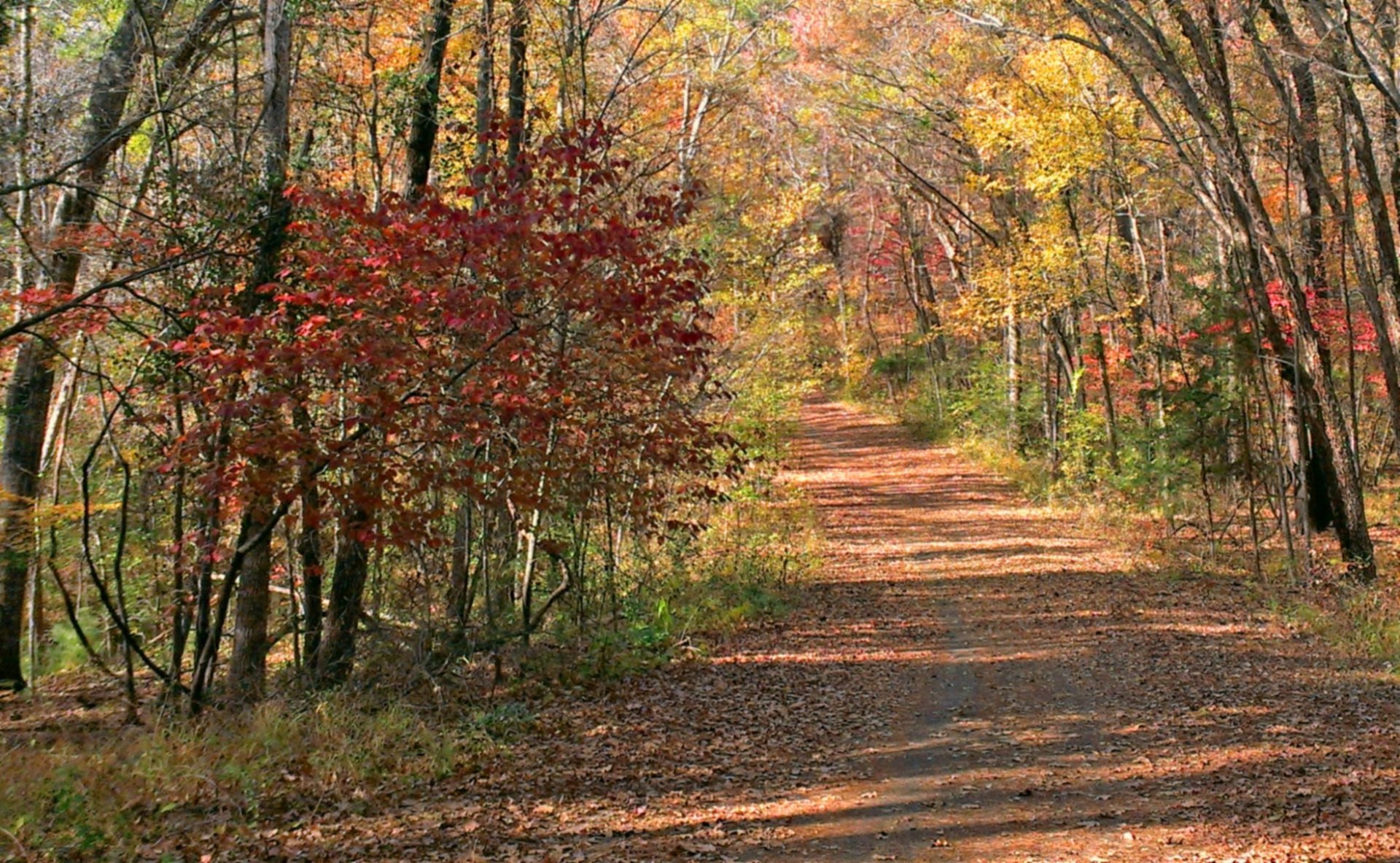 Colores de otoño cerca de Dallas