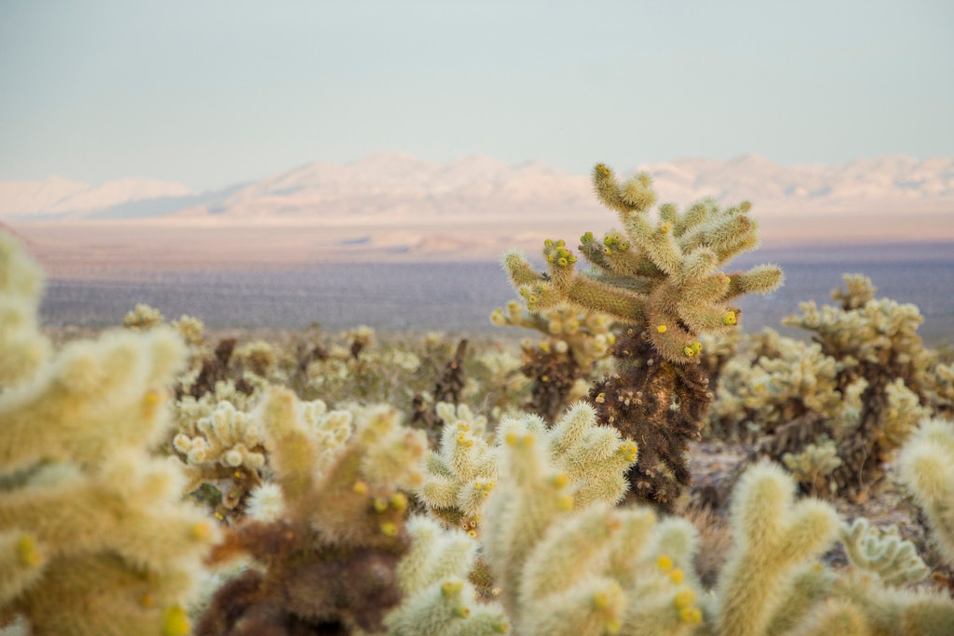 Cactus en fleurs