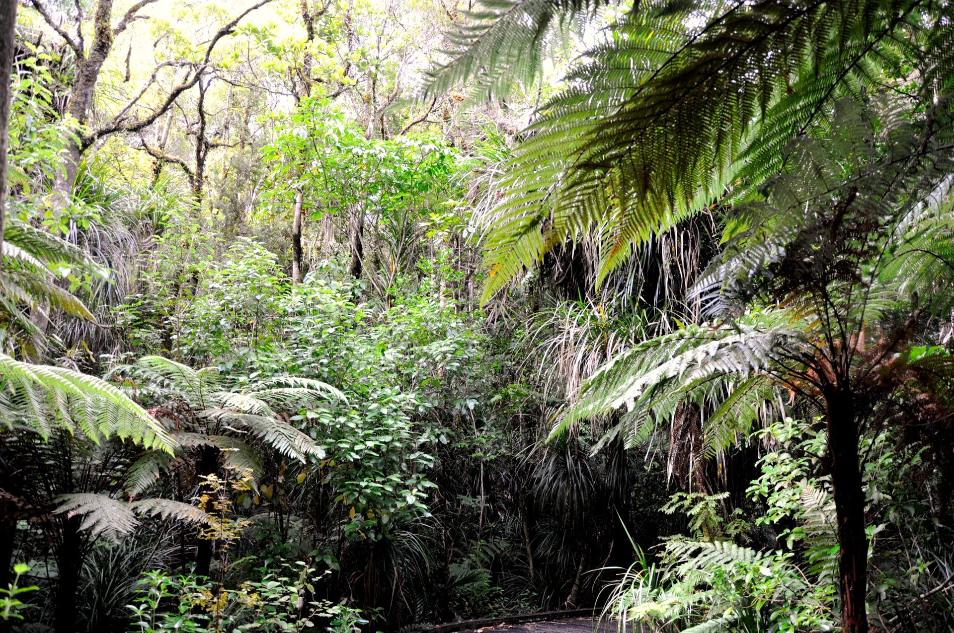 Bosque de Waipoua