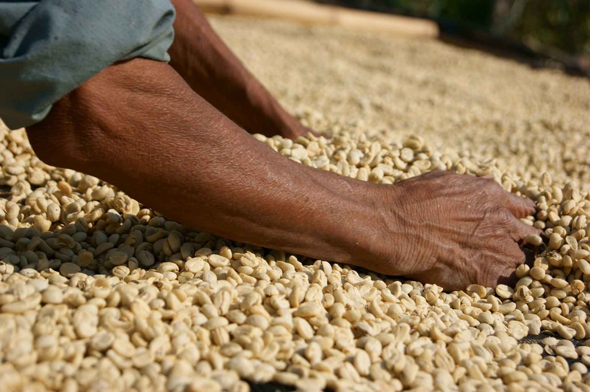 Coffee Harvest