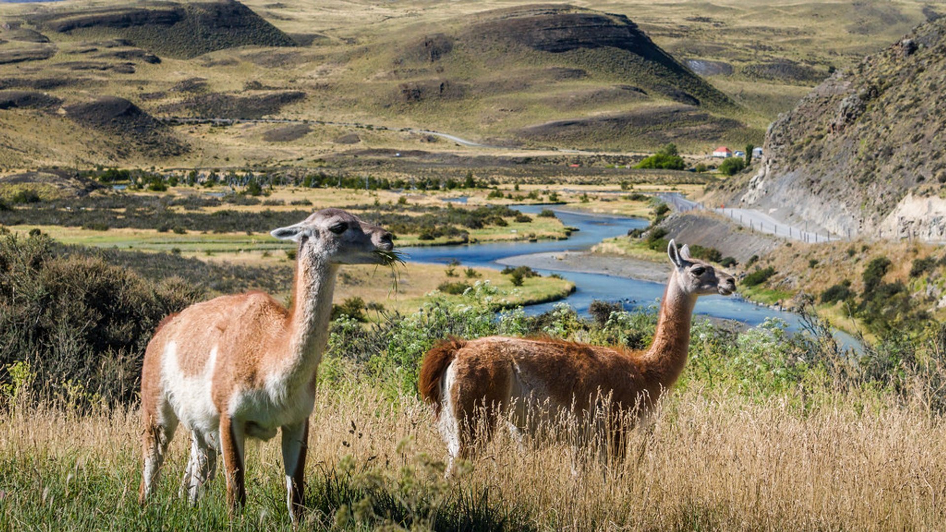 Patagônia Vida selvagem