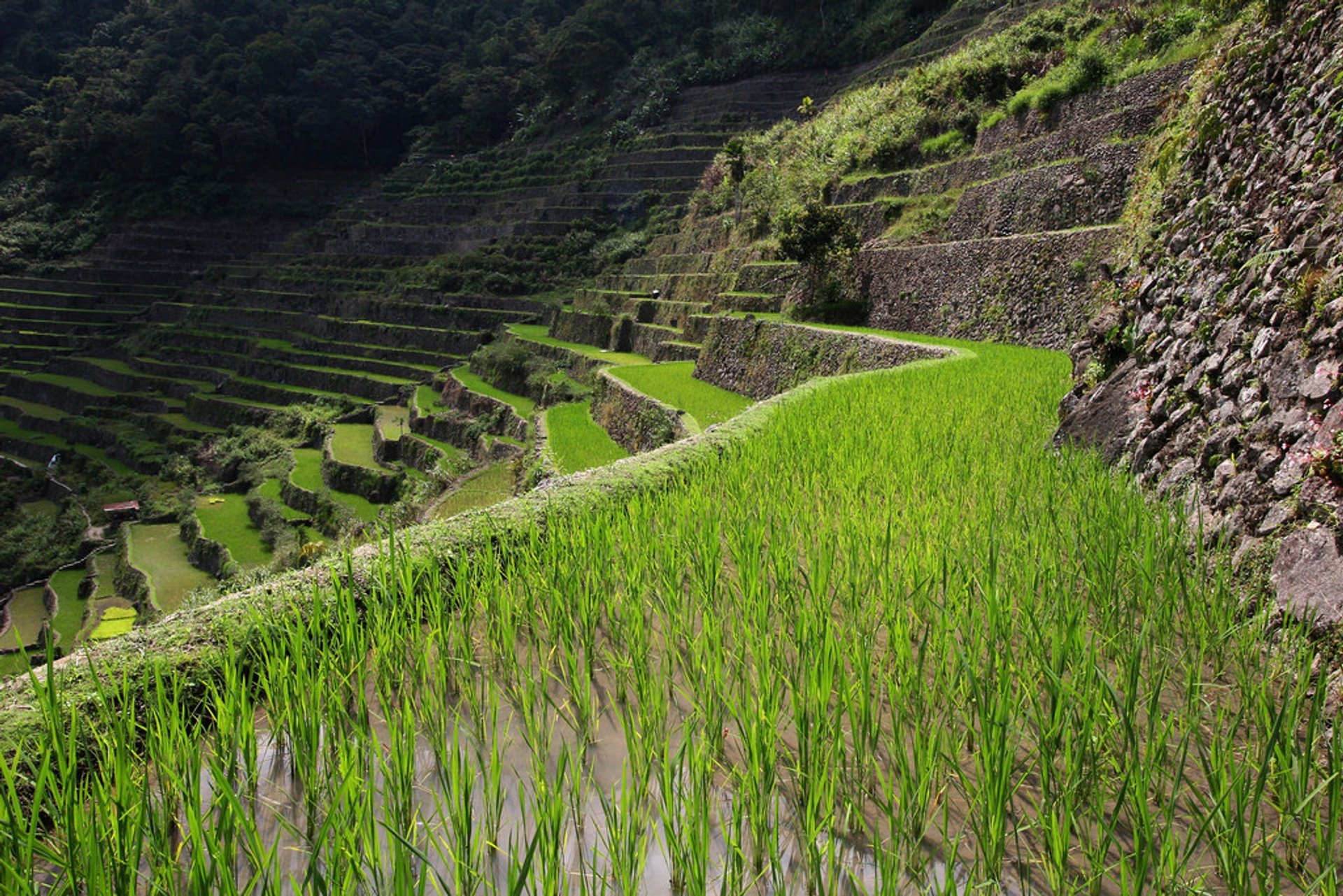 Terrasses de riz de Banaue et Batad